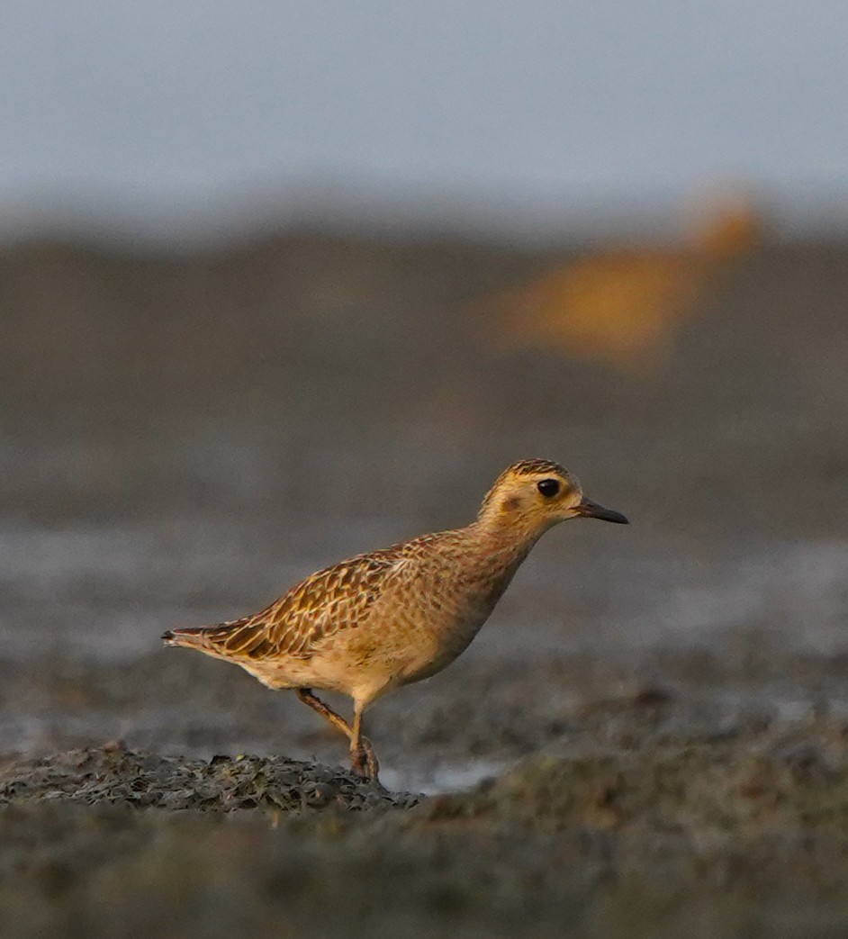 Pacific Golden-Plover - ML627593844