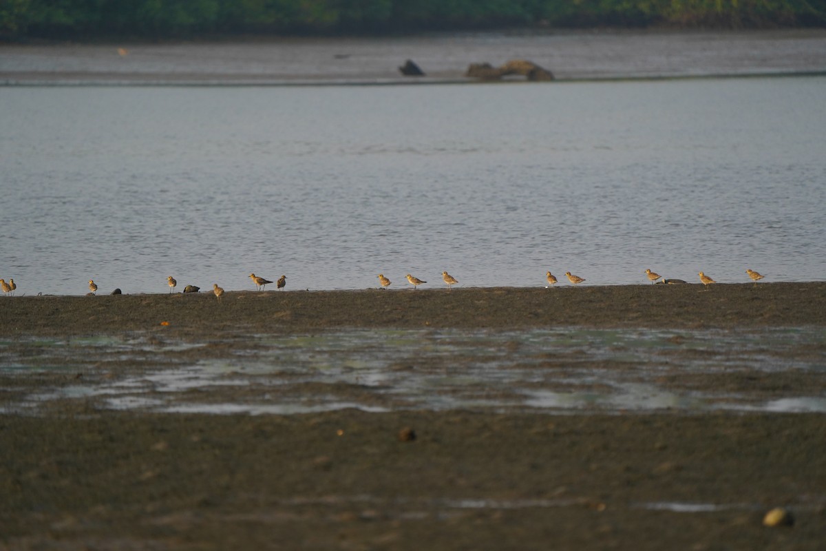 Pacific Golden-Plover - ML627593851