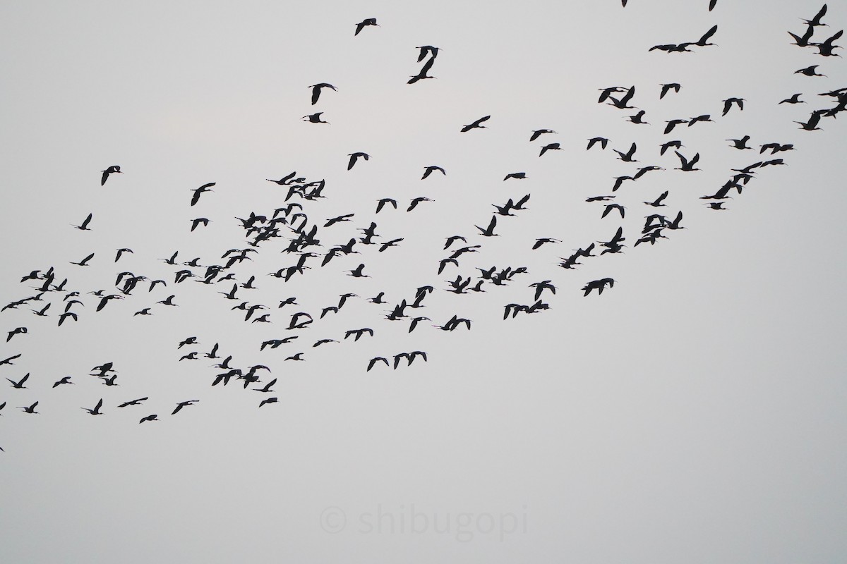 Glossy Ibis - ML627593861