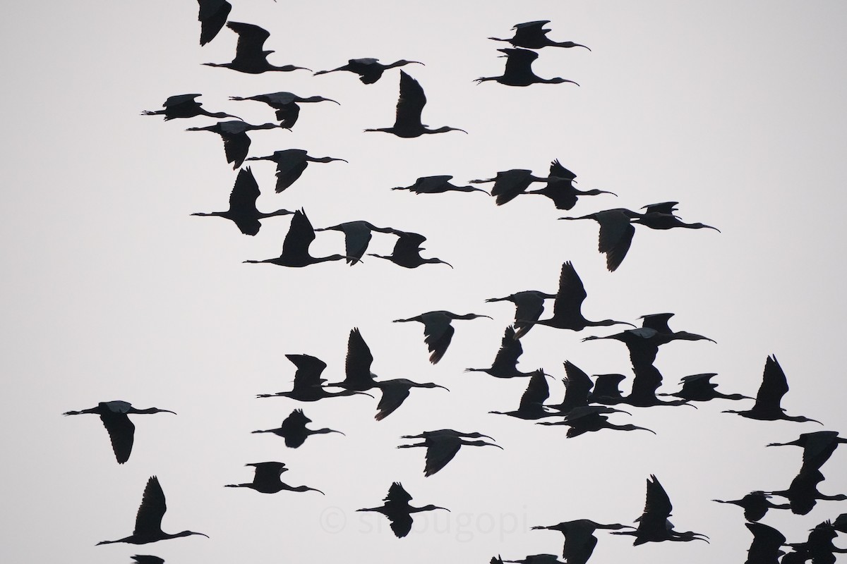 Glossy Ibis - ML627593876