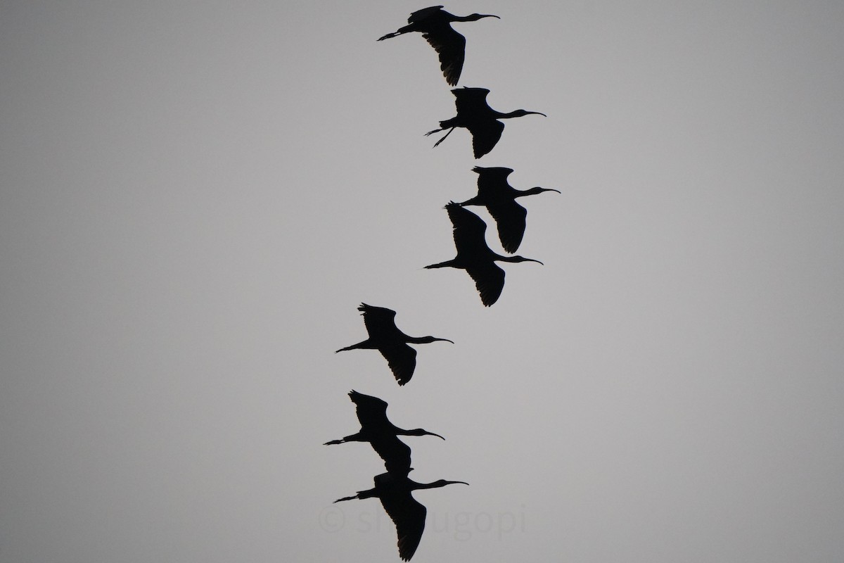 Glossy Ibis - ML627593883