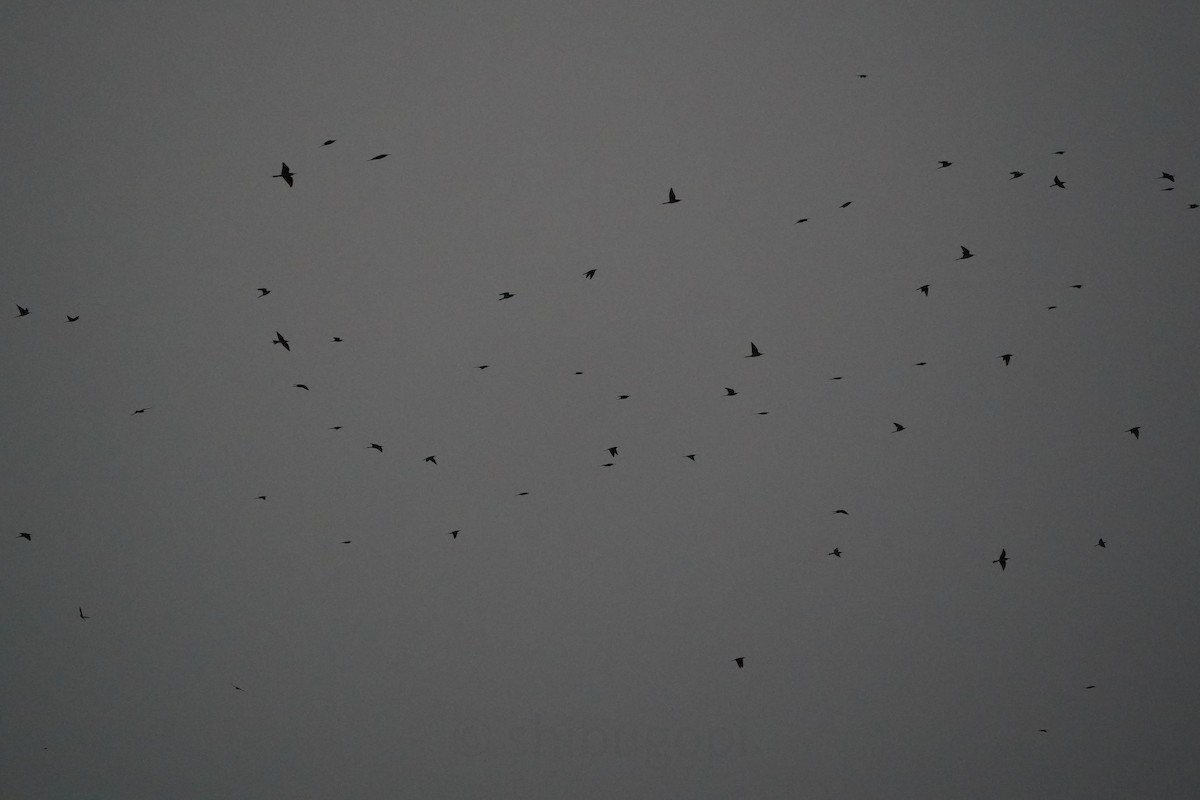 Blue-tailed Bee-eater - ML627593891