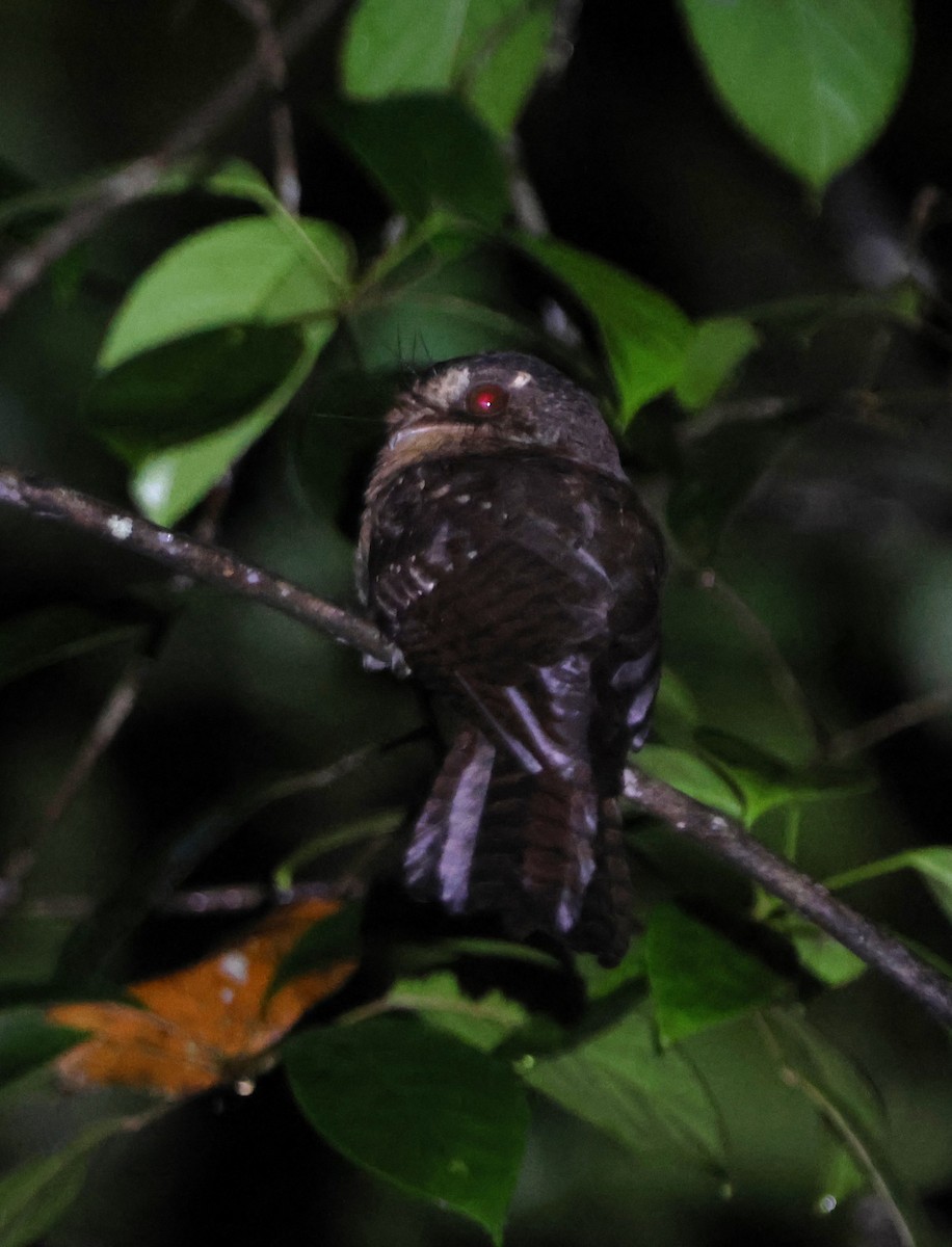 Moluccan Owlet-nightjar - ML627593904