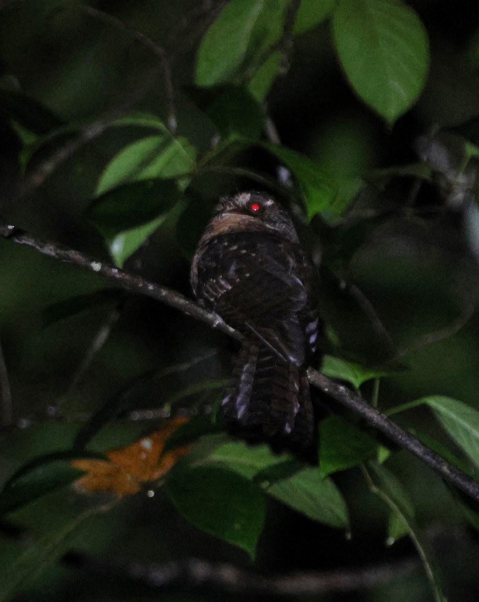 Moluccan Owlet-nightjar - ML627593905