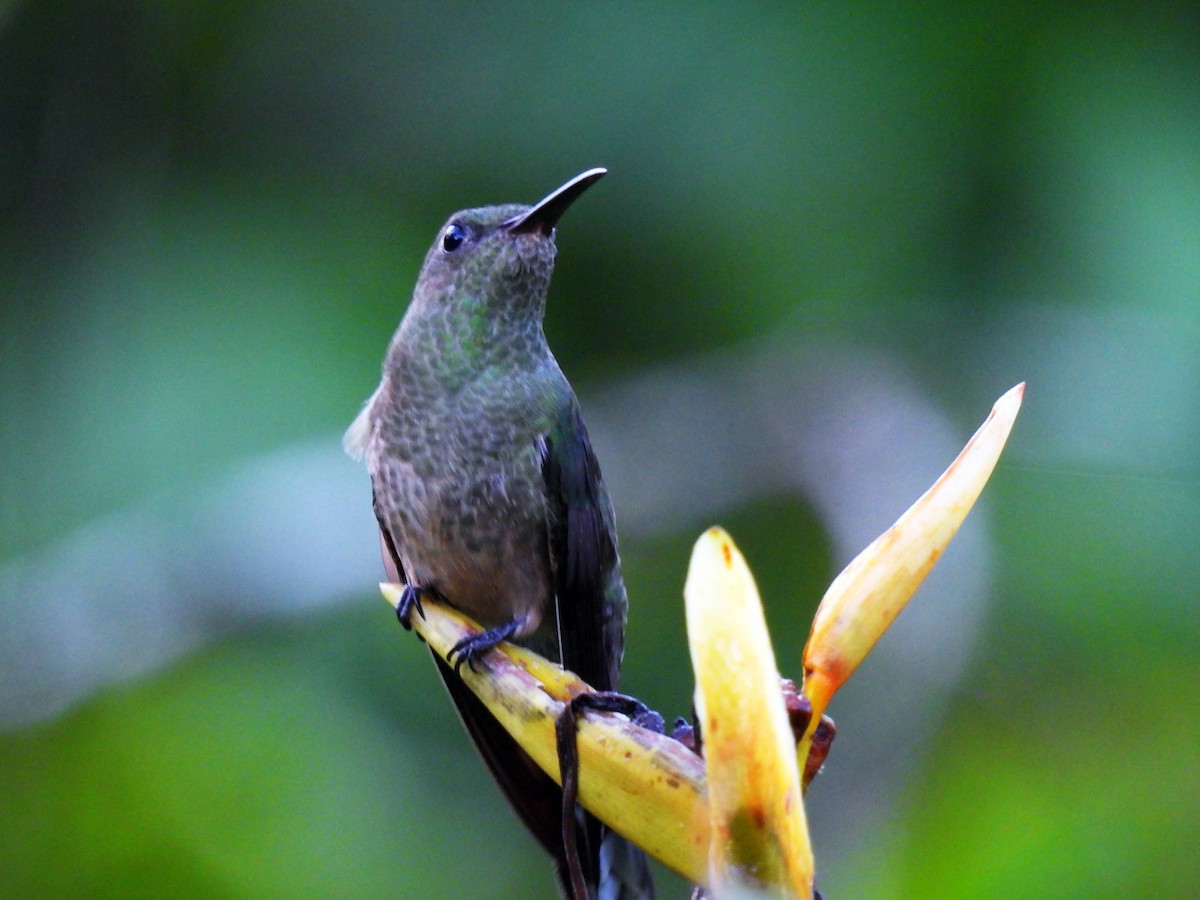 Colibri de Cuvier - ML627594048