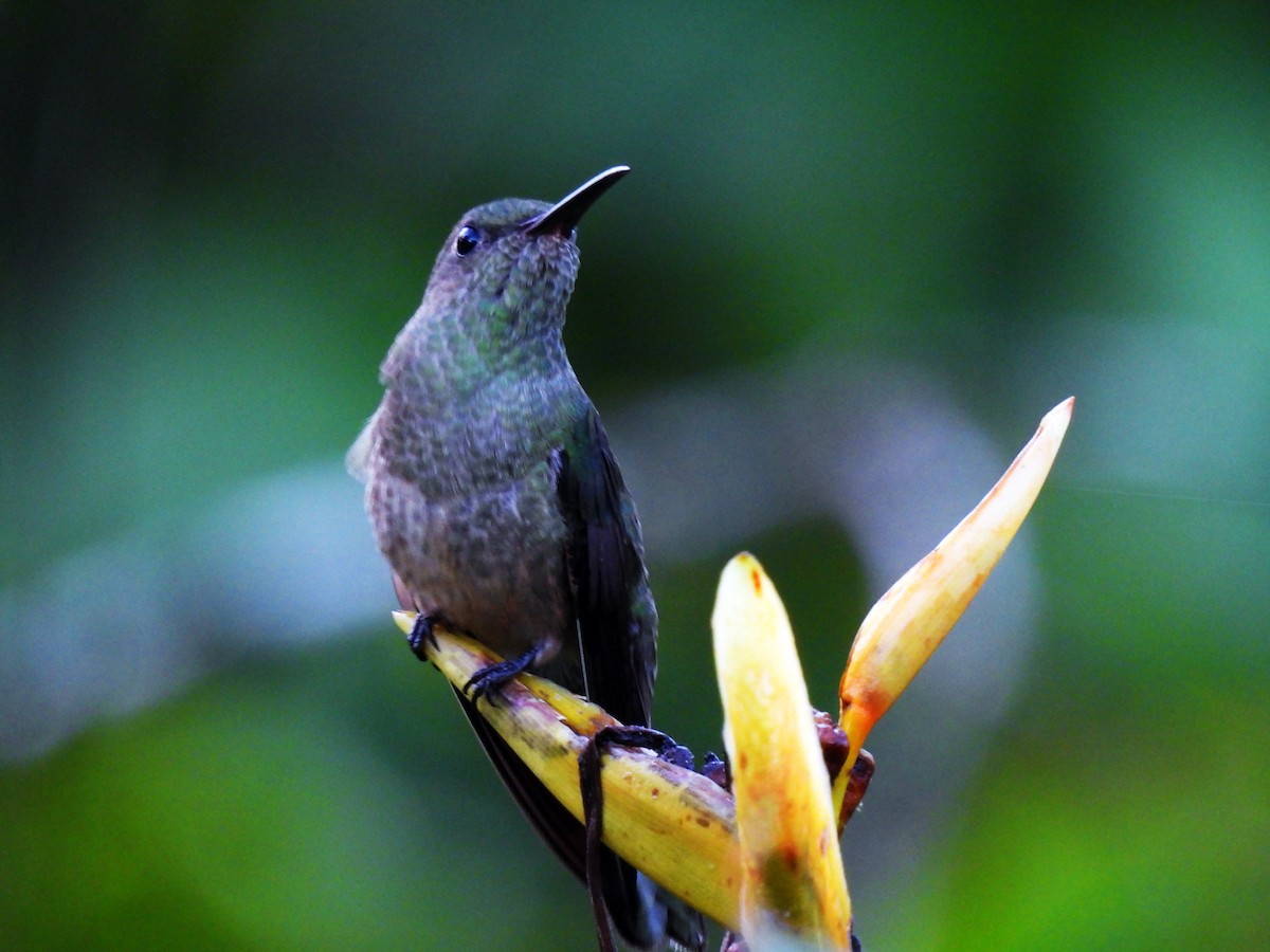 Colibri de Cuvier - ML627594050