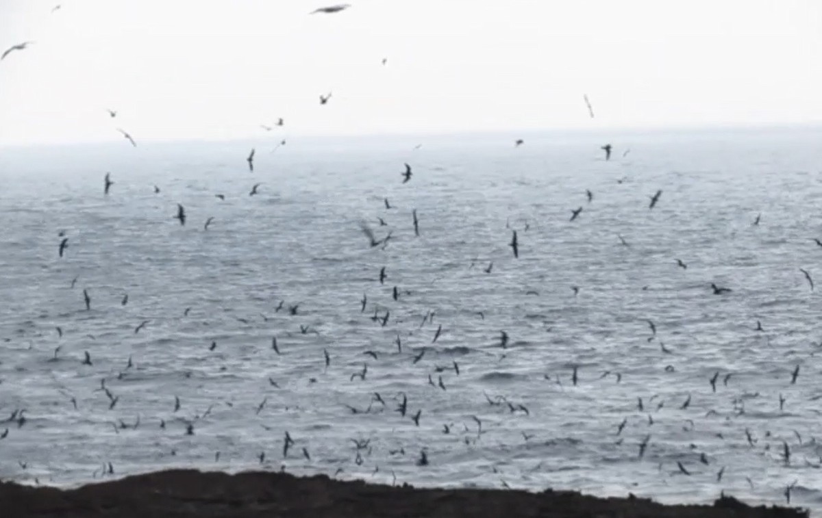 Wedge-rumped Storm-Petrel - ML627594154