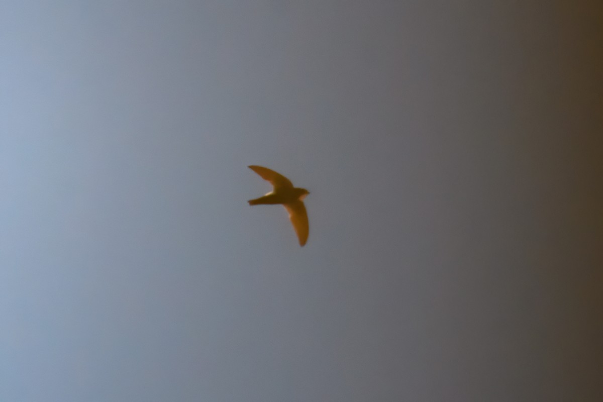 Horus Swift - ML627594402