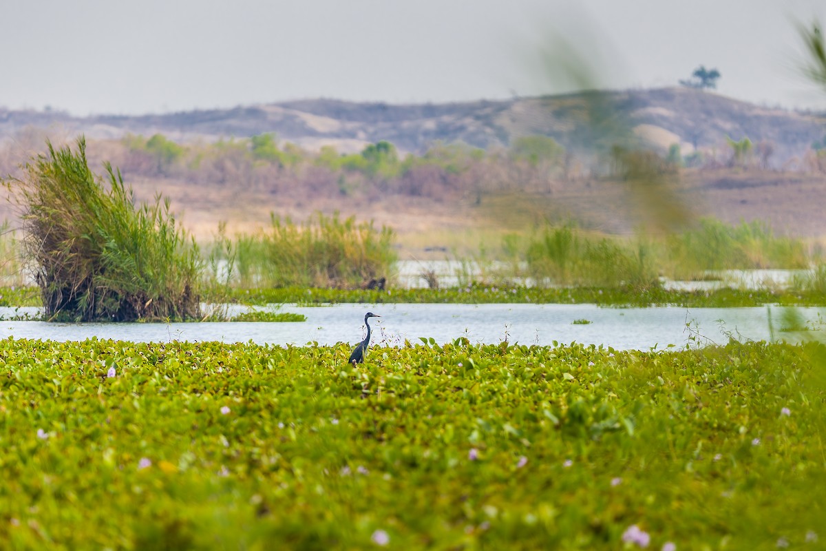 Humblot's Heron - ML627594411