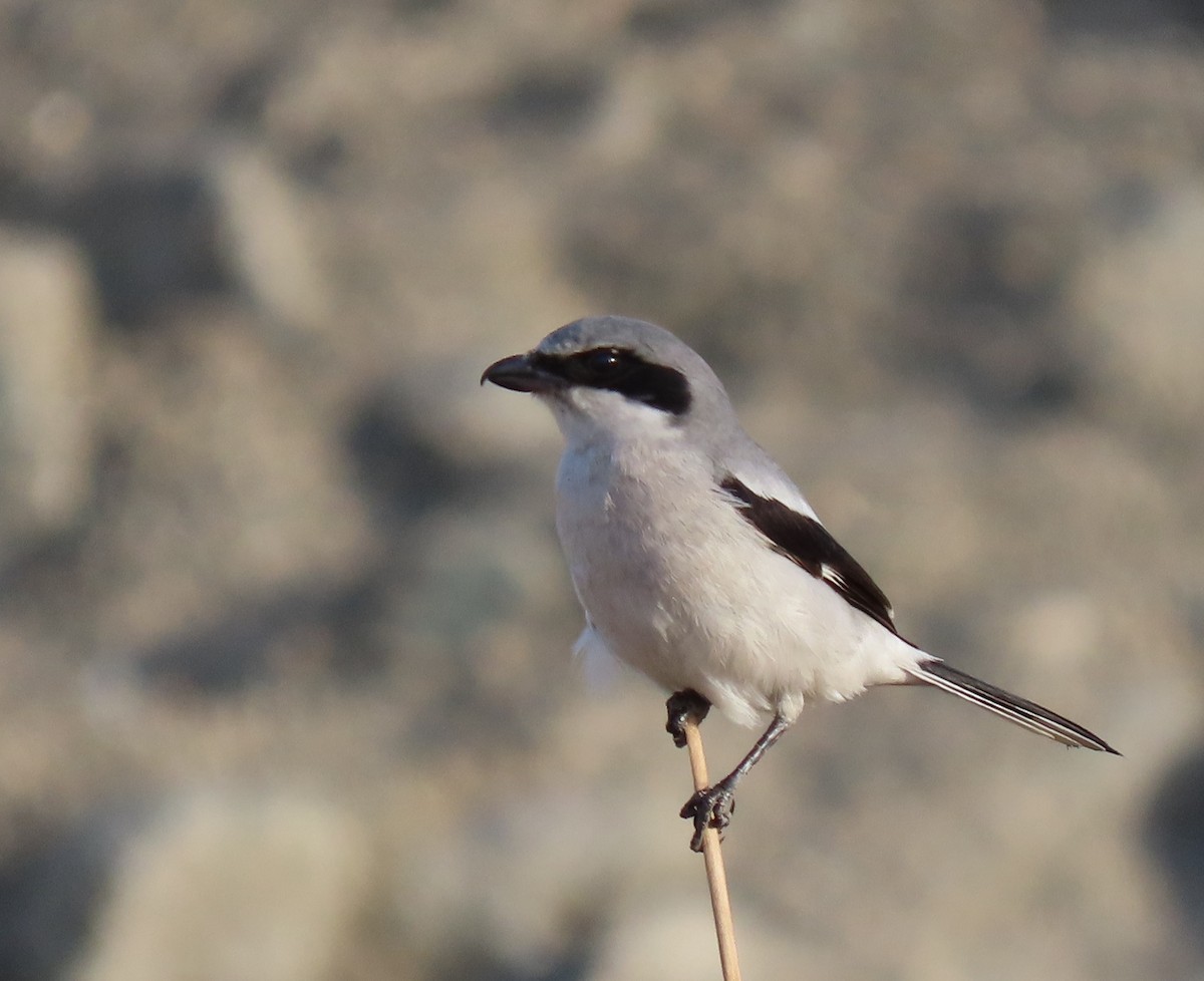 Loggerhead Shrike - ML627594525