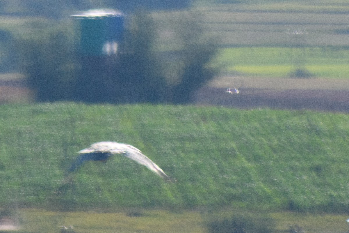 Spur-winged Goose - ML627594583