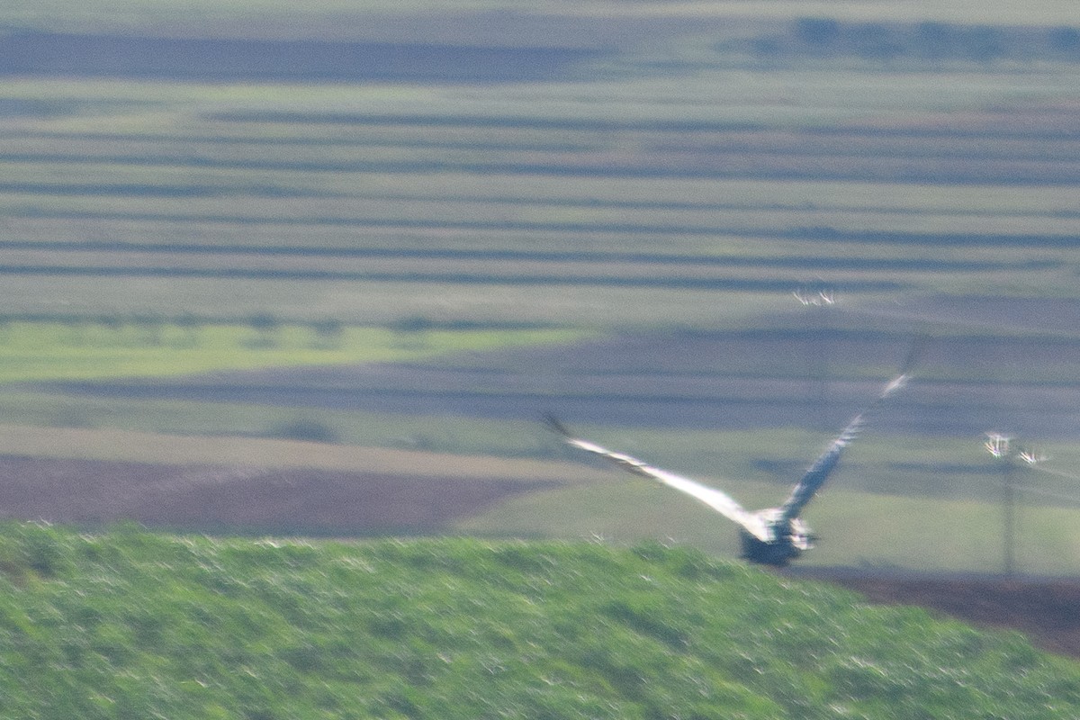 Spur-winged Goose - ML627594593