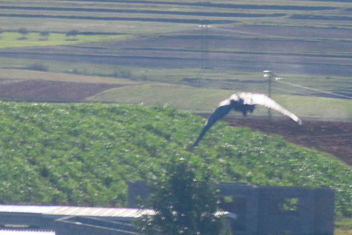 Spur-winged Goose - ML627594595