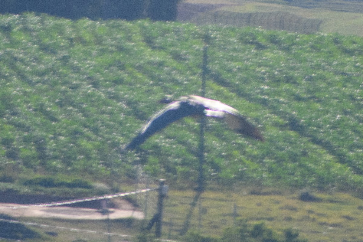 Spur-winged Goose - ML627594597