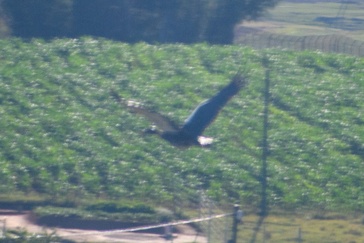 Spur-winged Goose - ML627594600