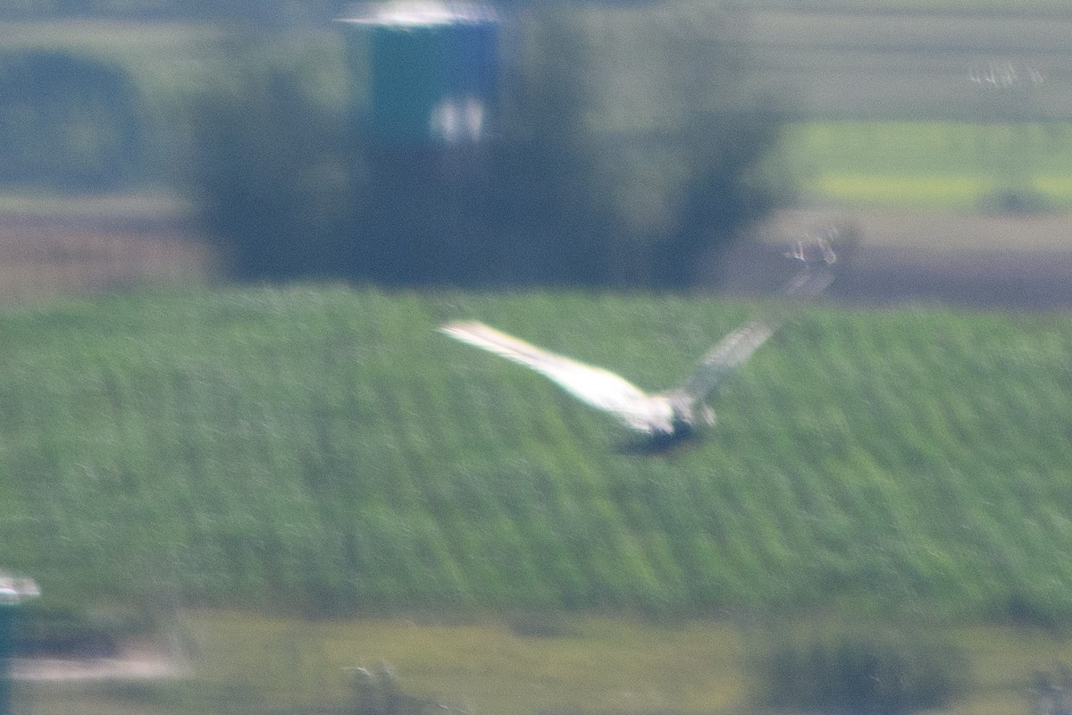 Spur-winged Goose - ML627594606