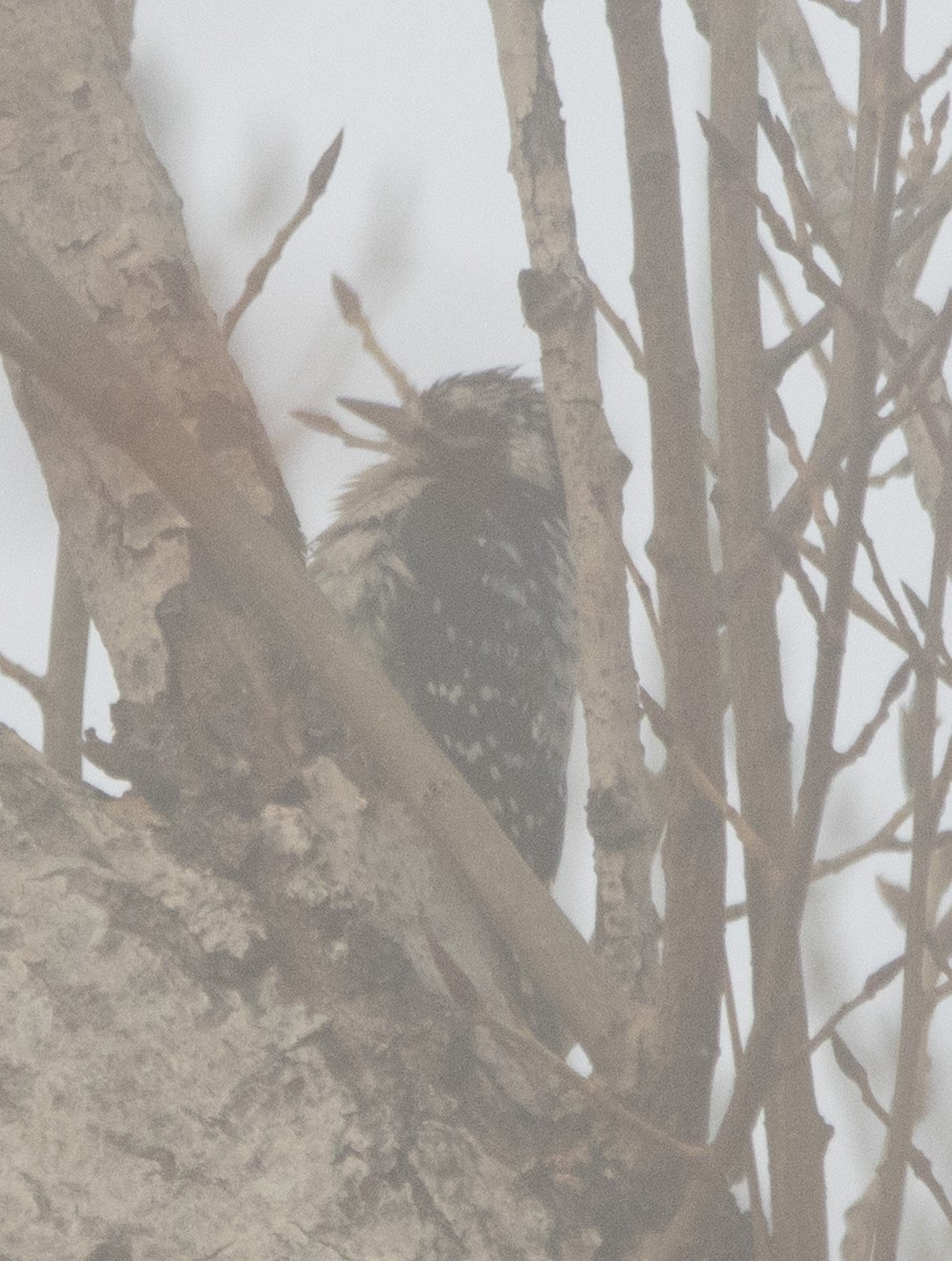 Downy x Nuttall's Woodpecker (hybrid) - ML627594662