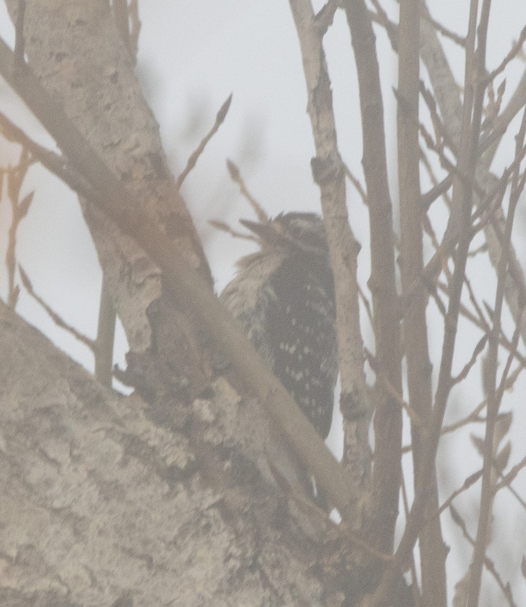 Downy x Nuttall's Woodpecker (hybrid) - ML627594663