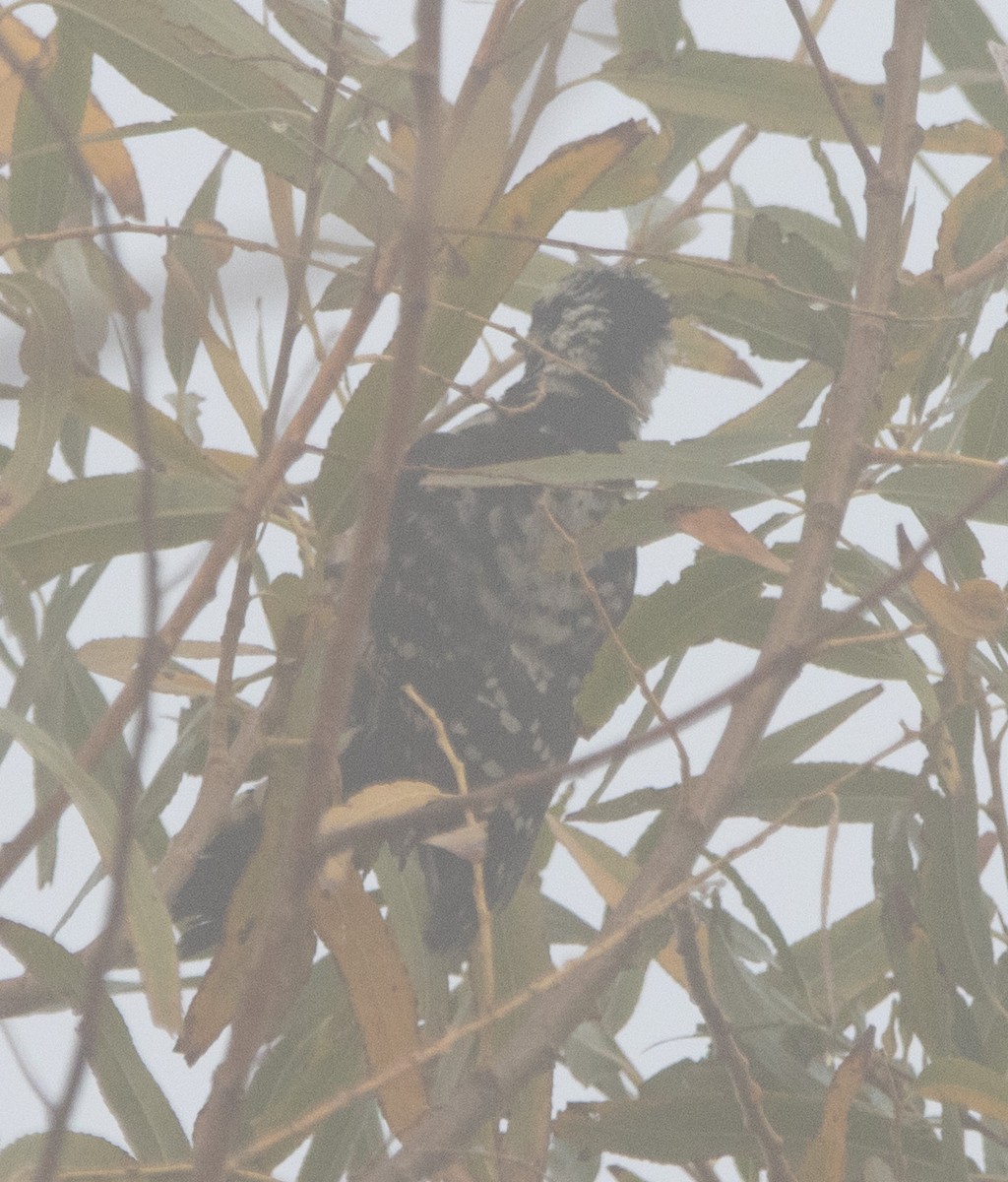 Downy x Nuttall's Woodpecker (hybrid) - ML627594664