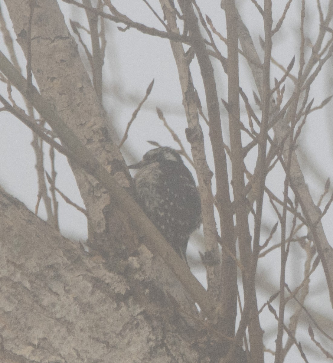 Downy x Nuttall's Woodpecker (hybrid) - ML627594665