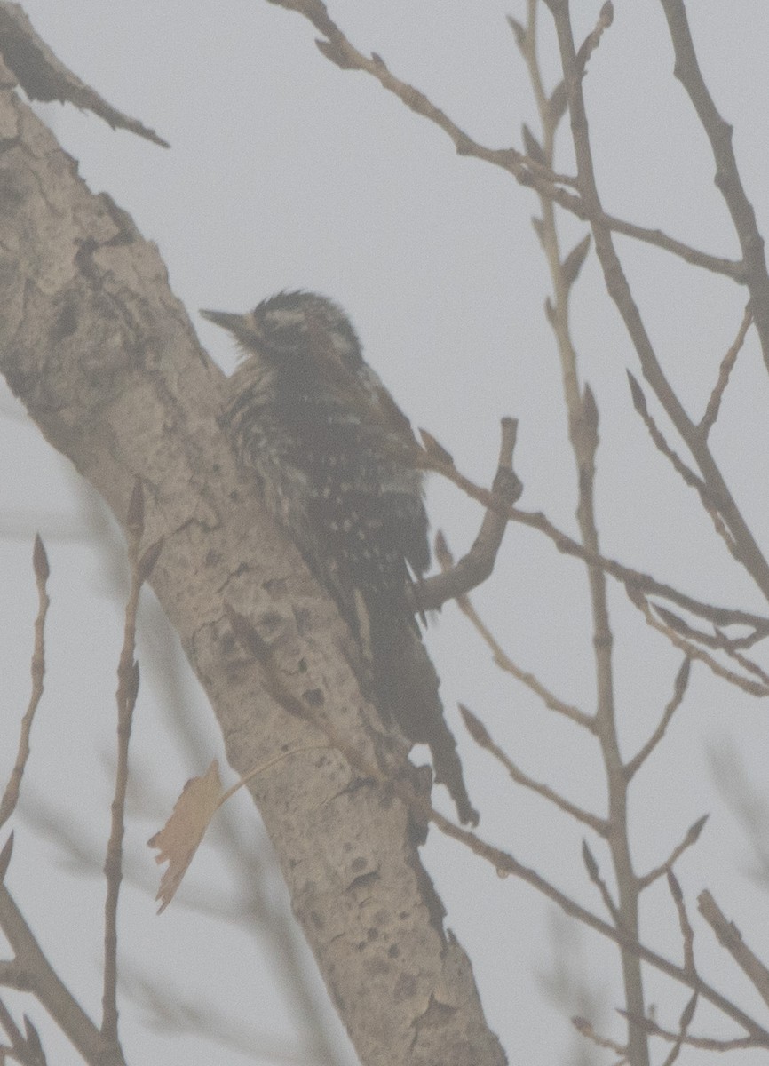 Downy x Nuttall's Woodpecker (hybrid) - ML627594666