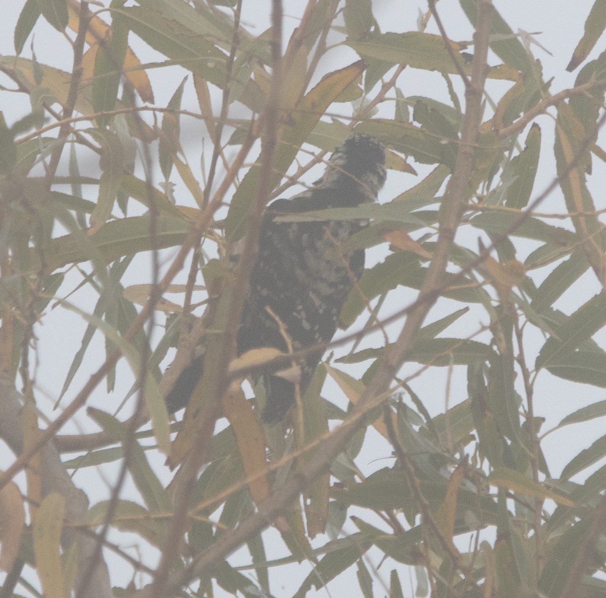 Downy x Nuttall's Woodpecker (hybrid) - ML627594668