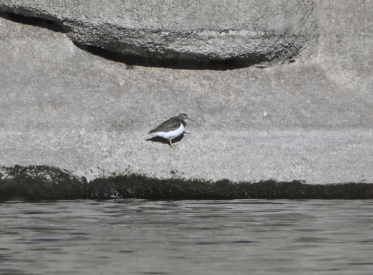 Spotted Sandpiper - ML627594827