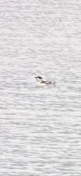 アメリカマダラウミスズメ - ML627594832