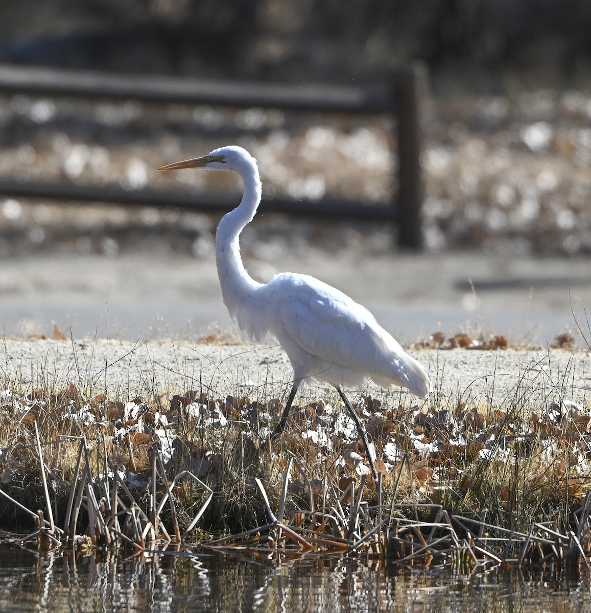 Great Egret - ML627594844