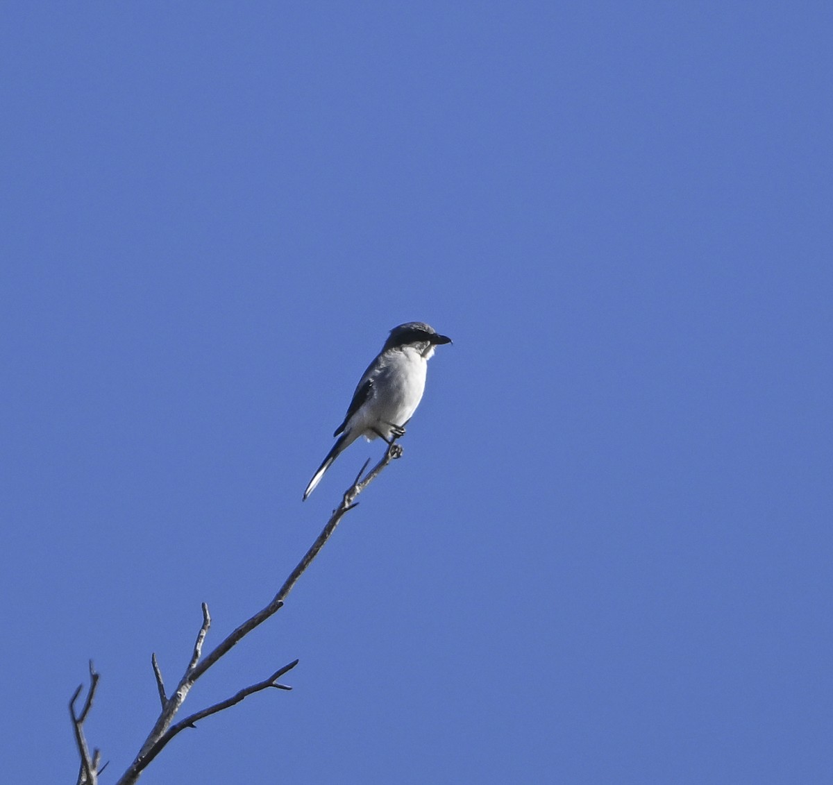 Loggerhead Shrike - ML627594862
