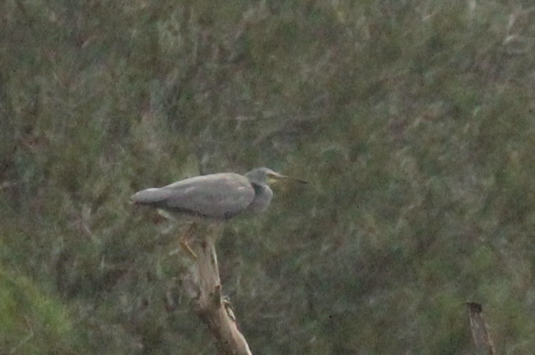White-faced Heron - ML627594900