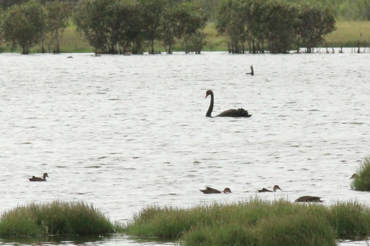 Black Swan - ML627594912