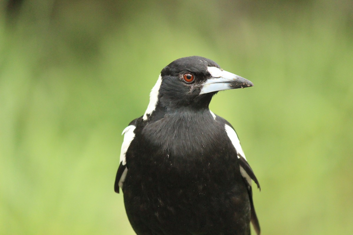 Australian Magpie - ML627594924