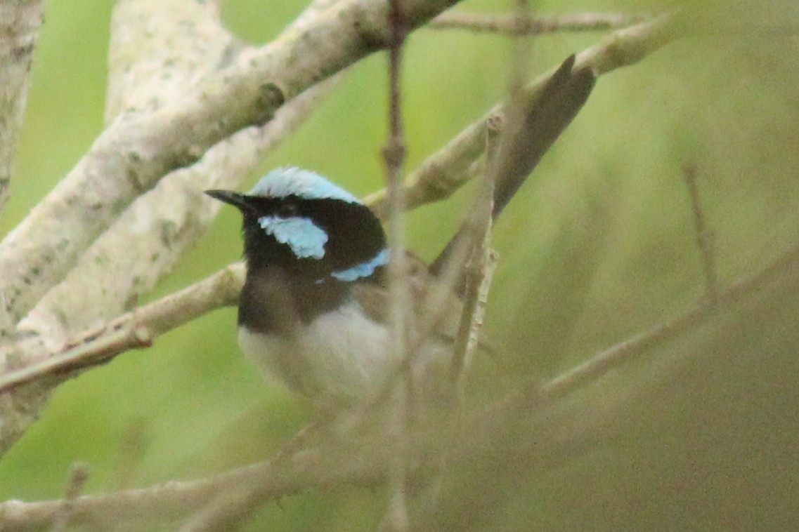 Superb Fairywren - ML627594929