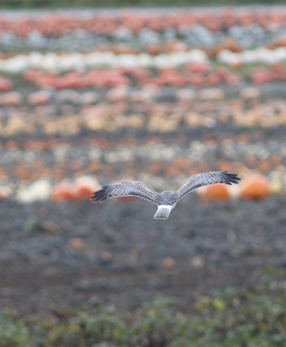 Northern Harrier - ML627594932