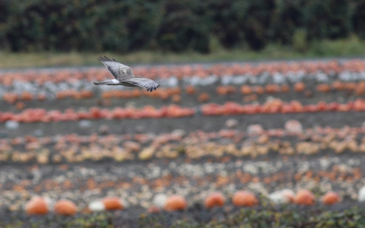 Northern Harrier - ML627594937