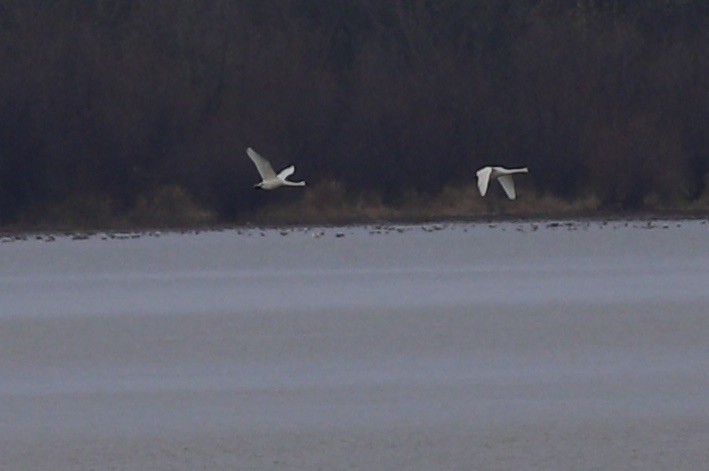 Trumpeter/Tundra Swan - ML627594955