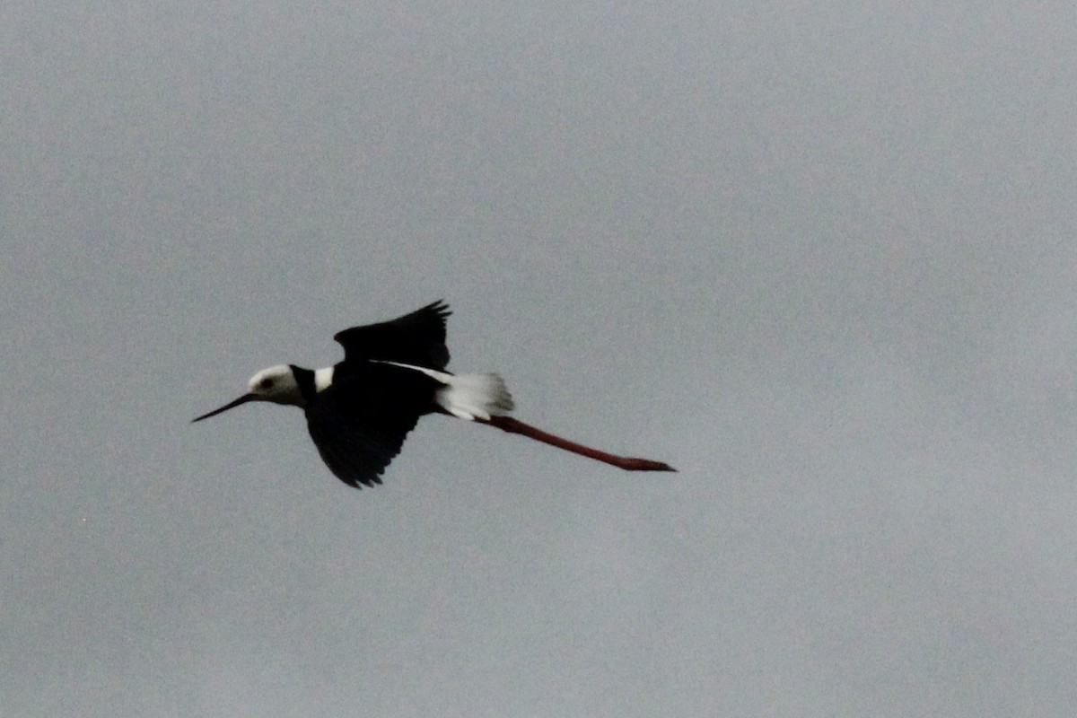 Pied Stilt - ML627594961