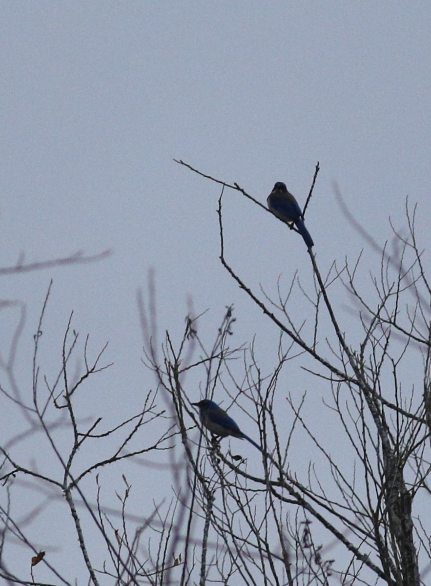 California Scrub-Jay - ML627595072