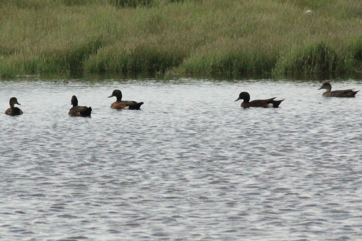 Chestnut Teal - ML627595127