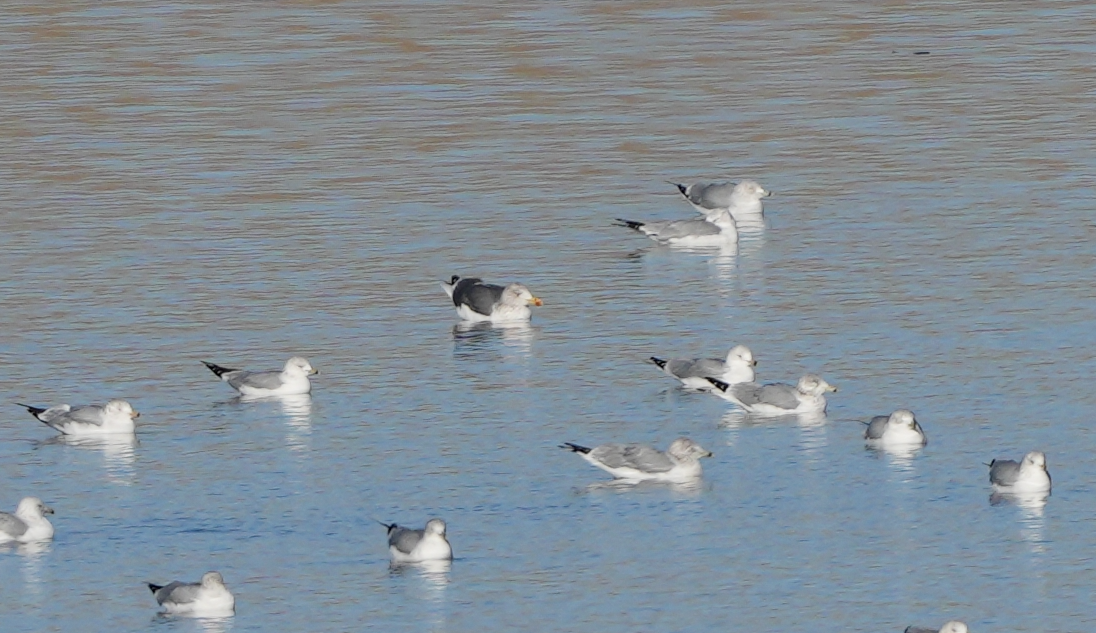 Lesser Black-backed Gull - ML627595138