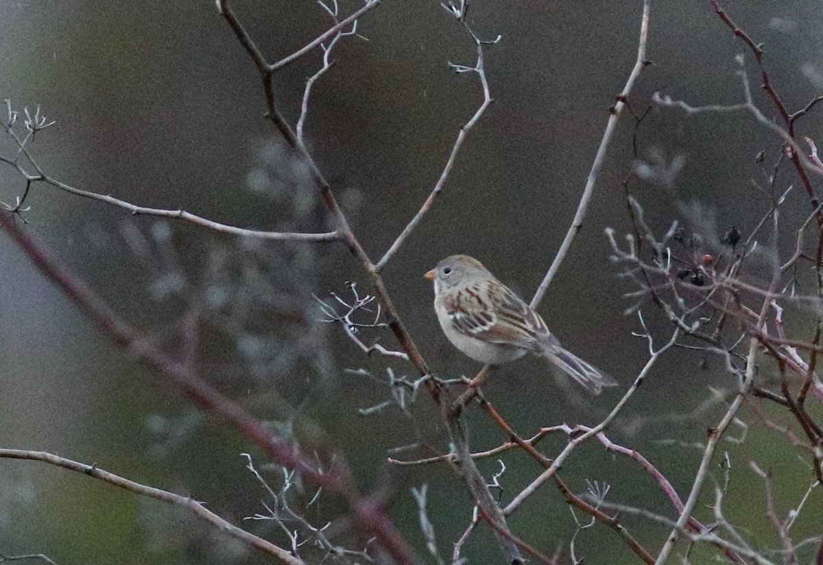 Field Sparrow - ML627595141