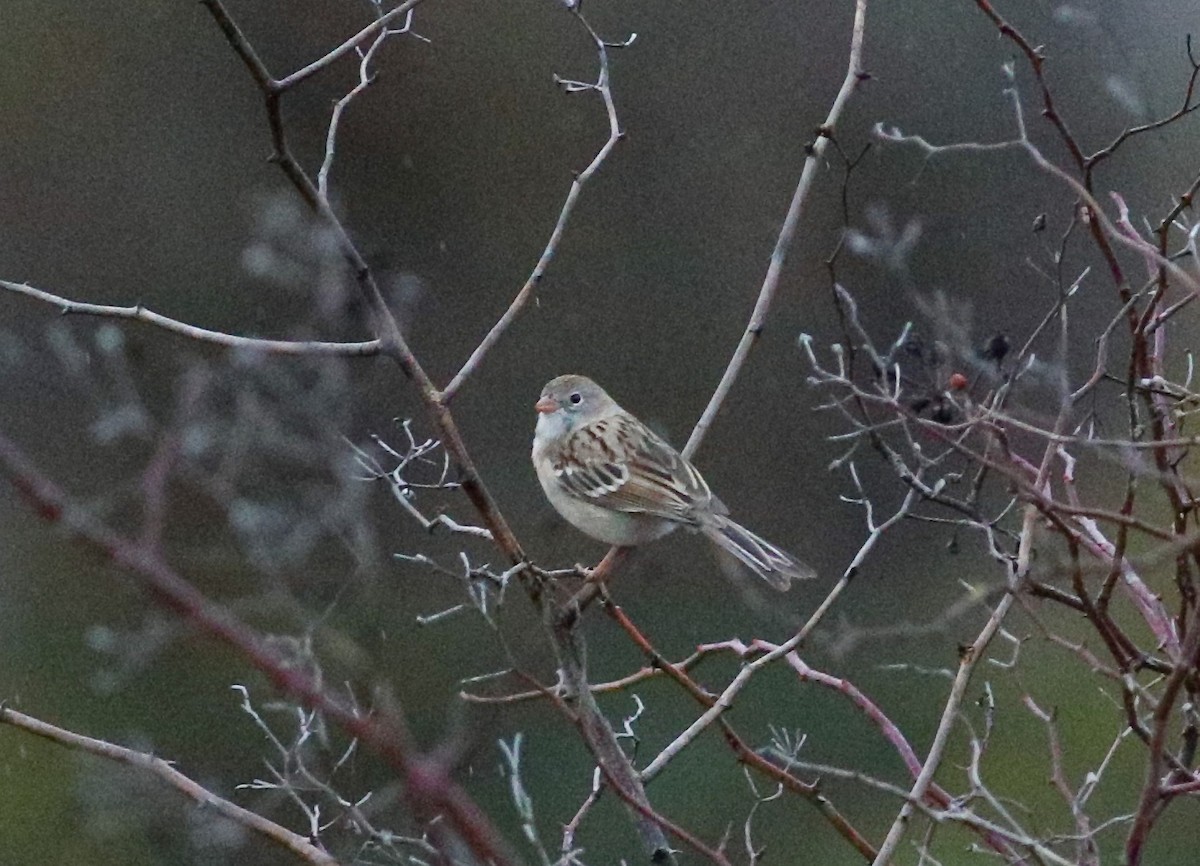 Field Sparrow - ML627595169