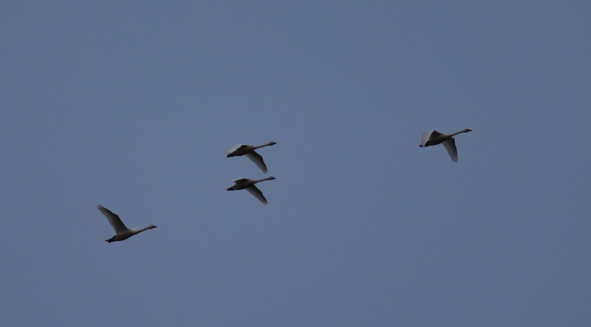 Tundra Swan - ML627595195