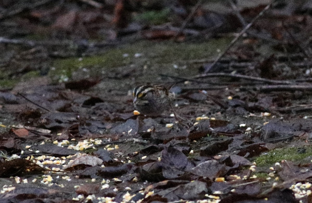 White-throated Sparrow - ML627595209