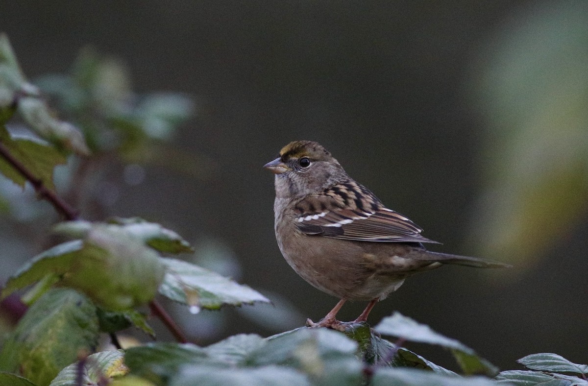 Golden-crowned Sparrow - ML627595239