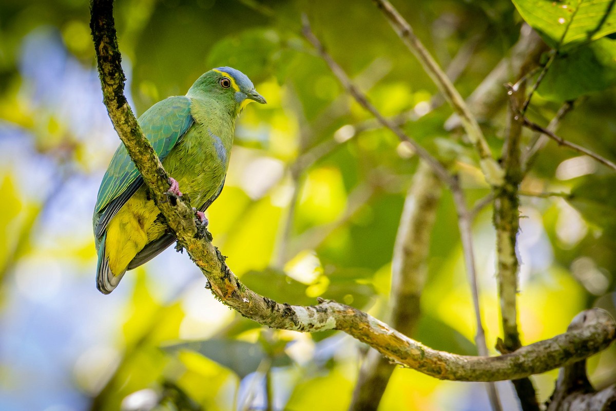 Blue-capped Fruit-Dove - ML627595264