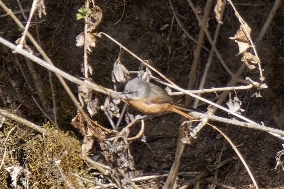 Russet-bellied Spinetail - ML627595302