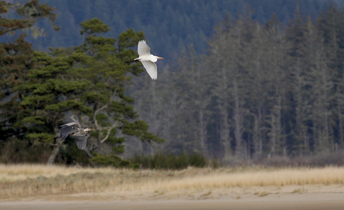 Great Egret - ML627595335