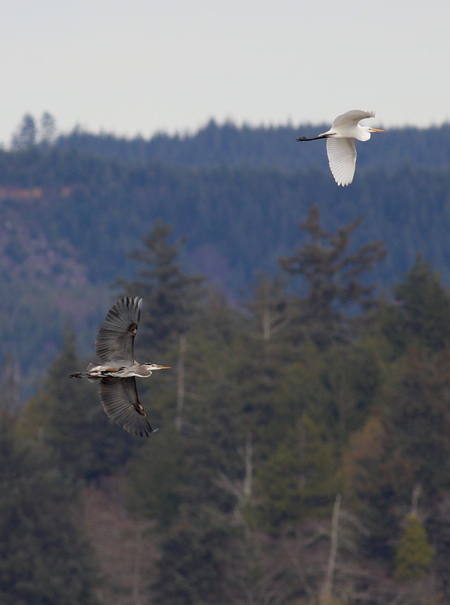 Great Blue Heron - ML627595337